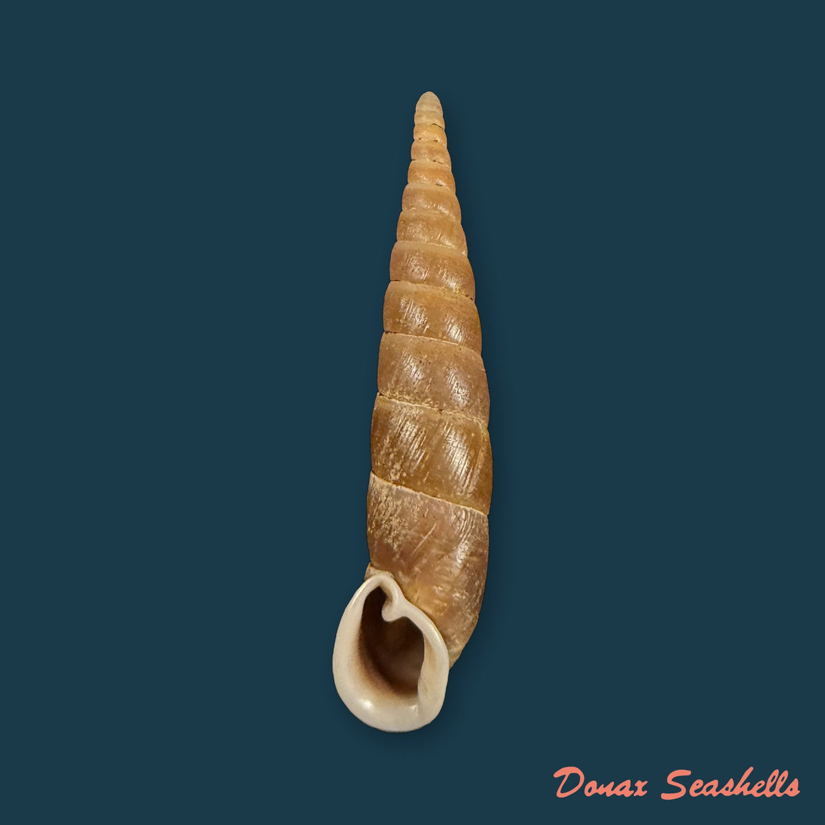Serriphaedusa boisseaui Grego & Szekeres, 2011 - 44,1mm