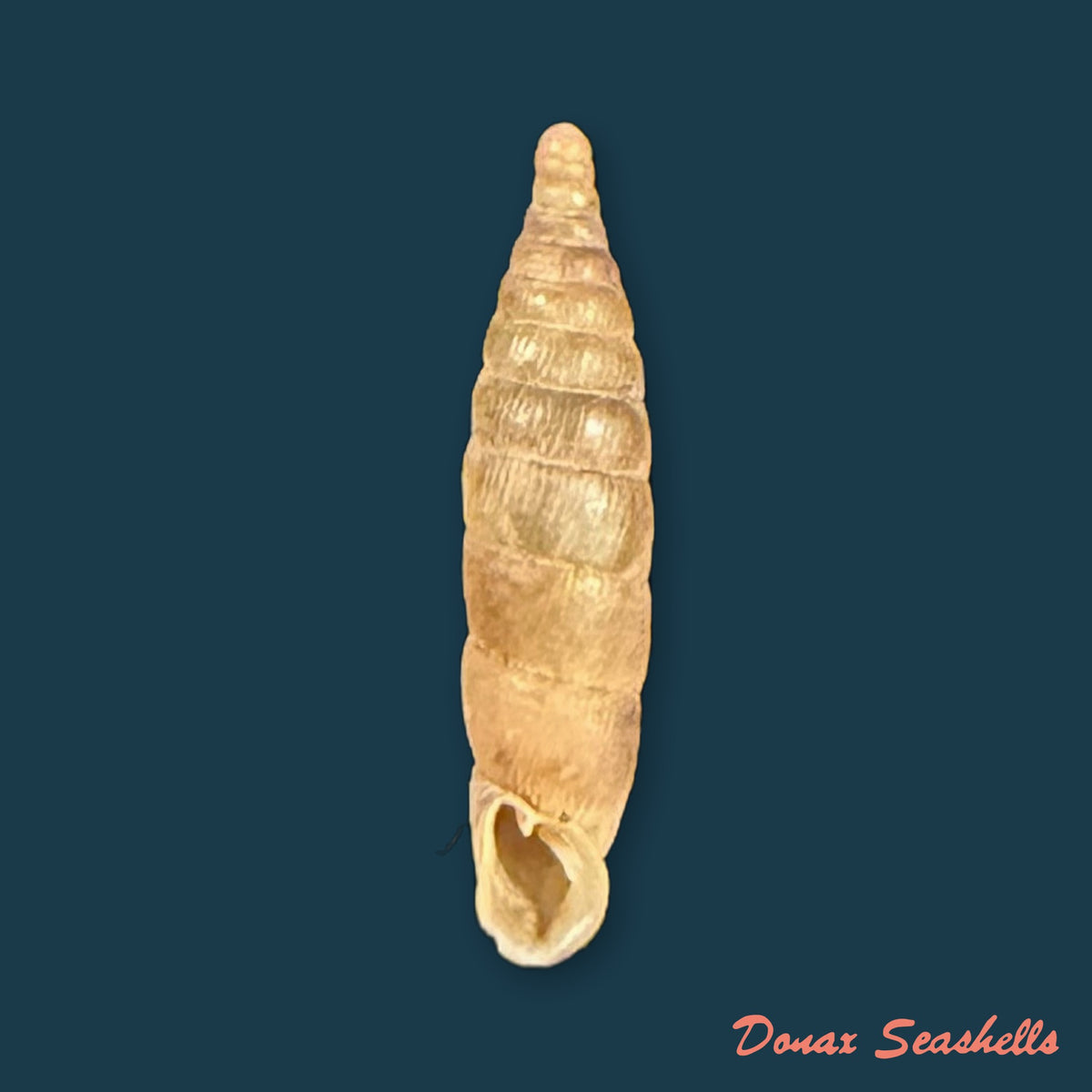 Bulgarica thessalonica thasia O. Boettger, 1907 - 13,2mm