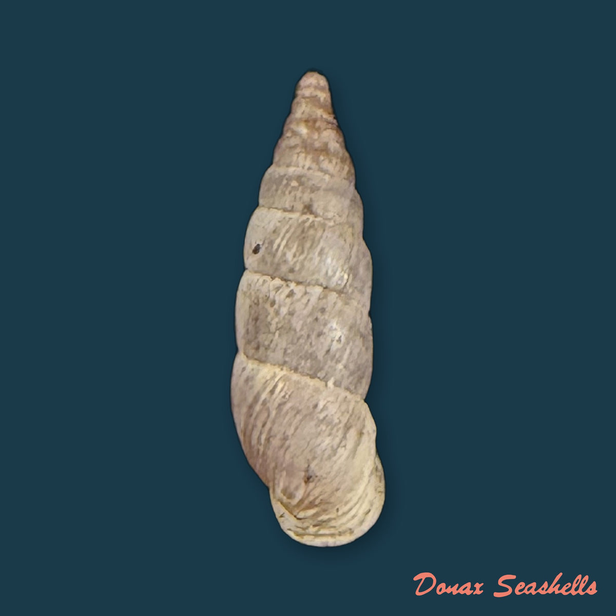 Alopia canescens (Charpentier, 1852) - 13,4mm