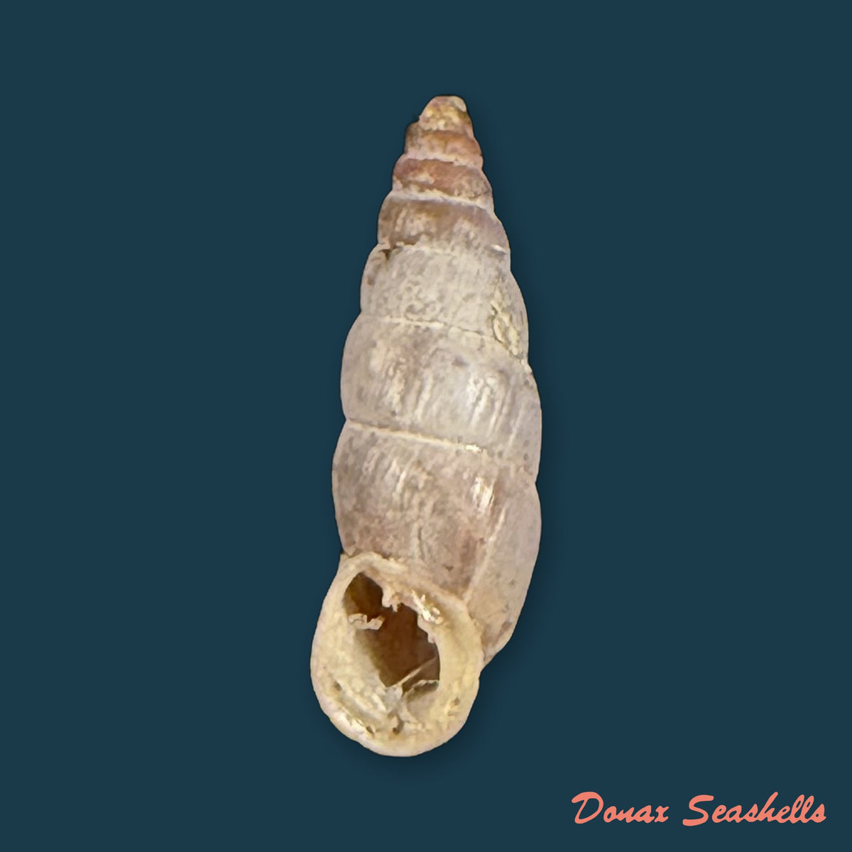 Alopia canescens (Charpentier, 1852) - 12,4mm