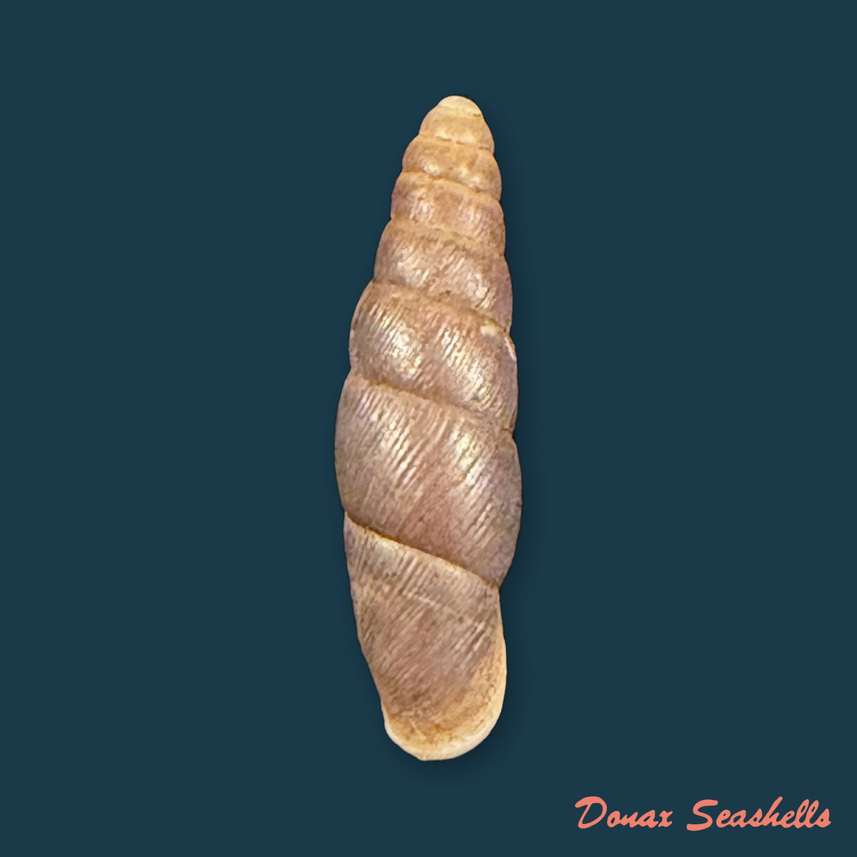 Zaptyx similaris (H. Adams, 1867) - 18,1mm