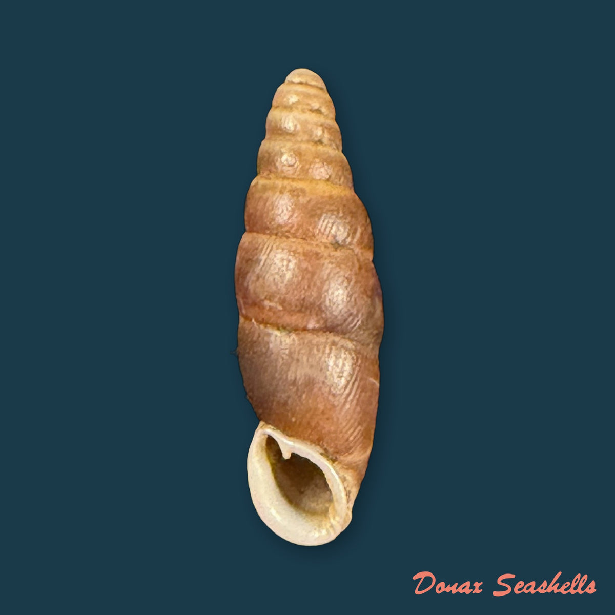 Zaptyx similaris (H. Adams, 1867) - 16,8mm