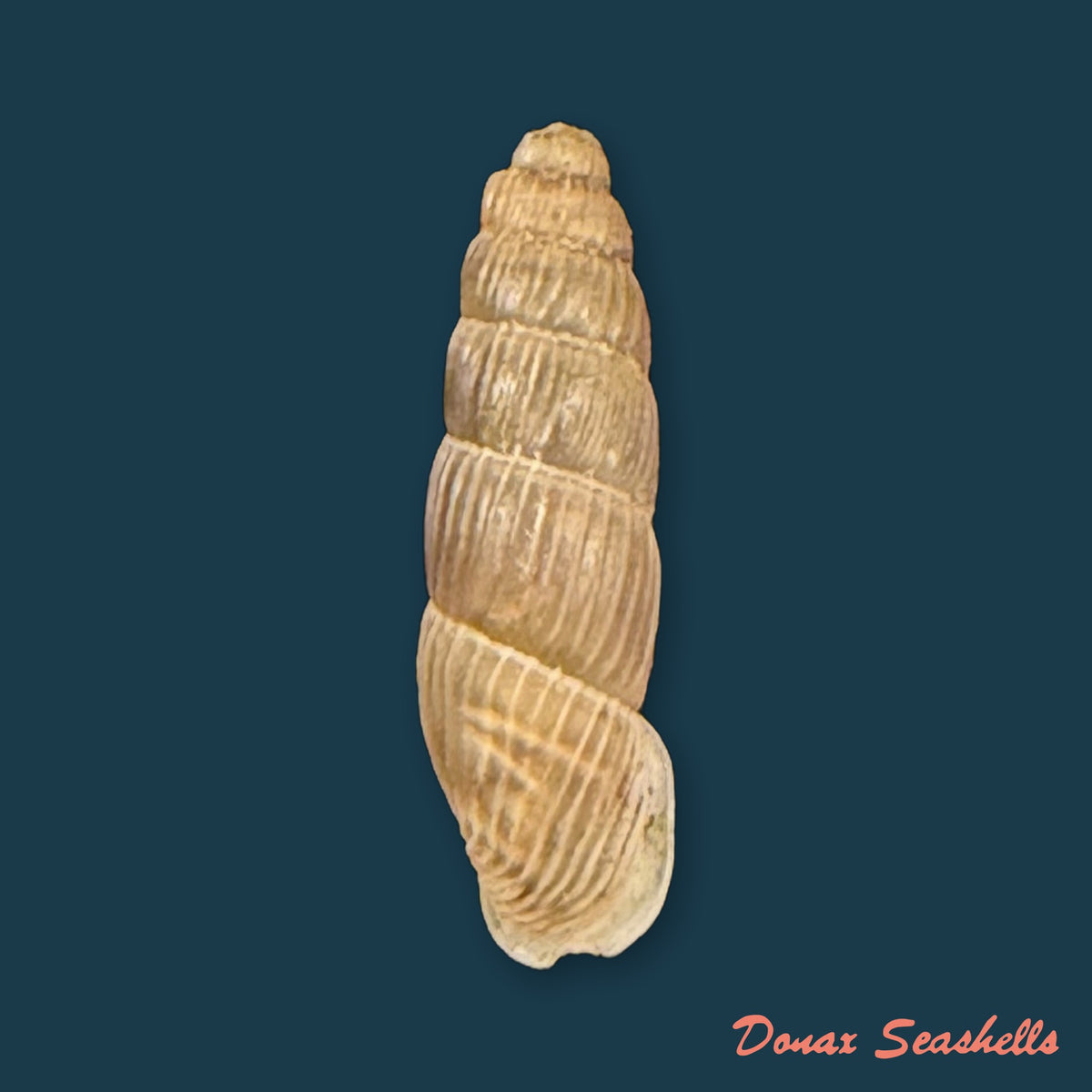 Alopia bogatensis (E. A. Bielz, 1856) - 12,7mm