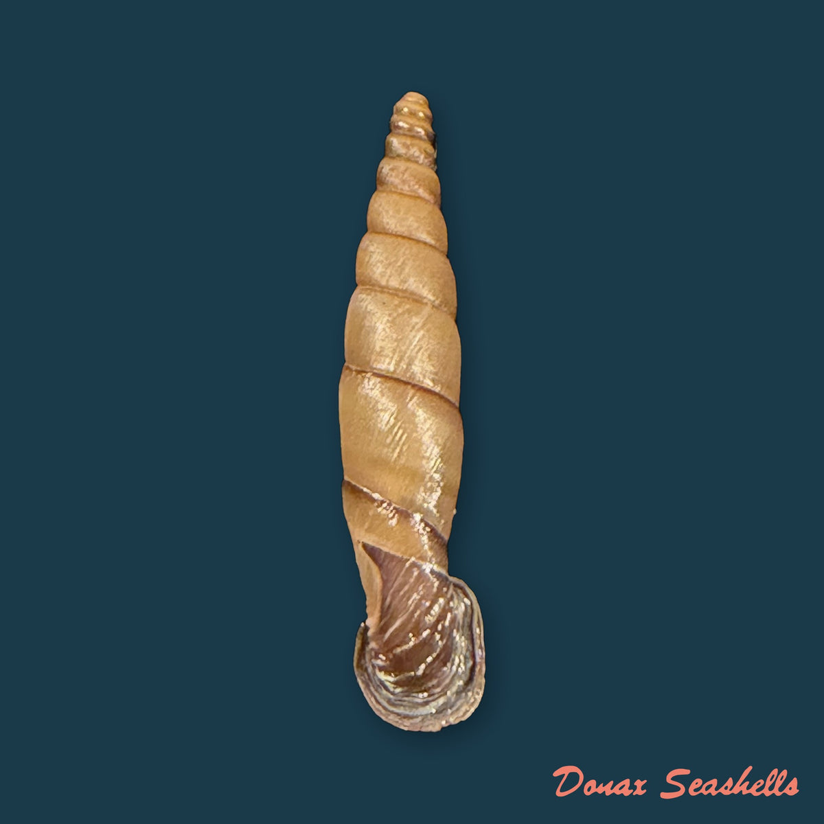 Grandinenia ignea H. Nordsieck, 2012 - 29,5mm