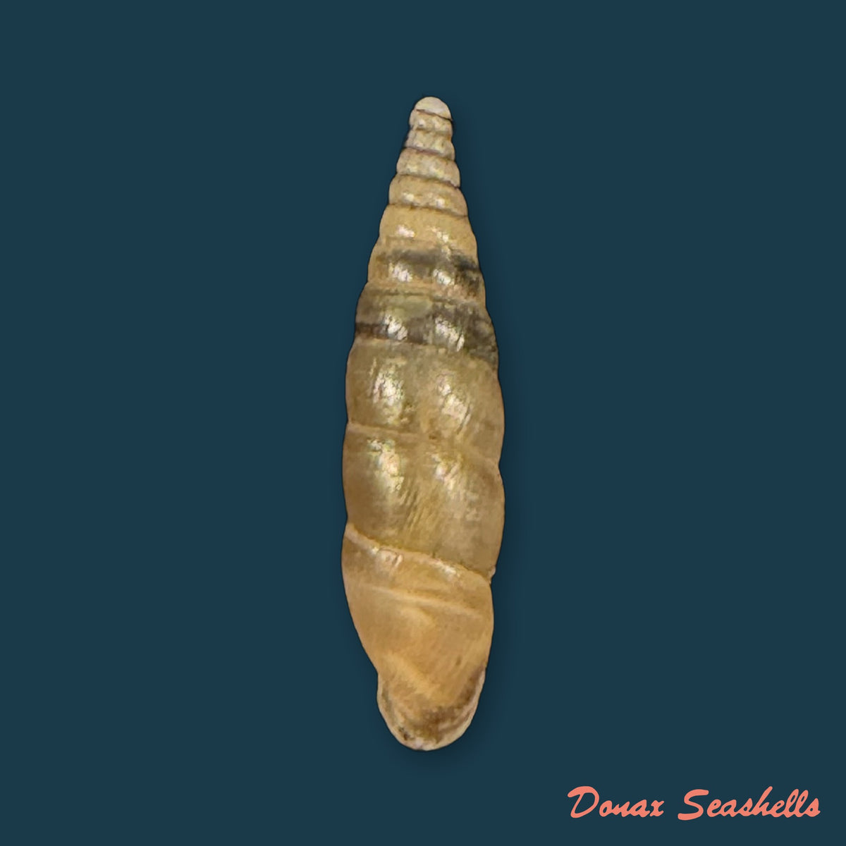 Cochlodina laminata (Montagu, 1803) - 16,1mm