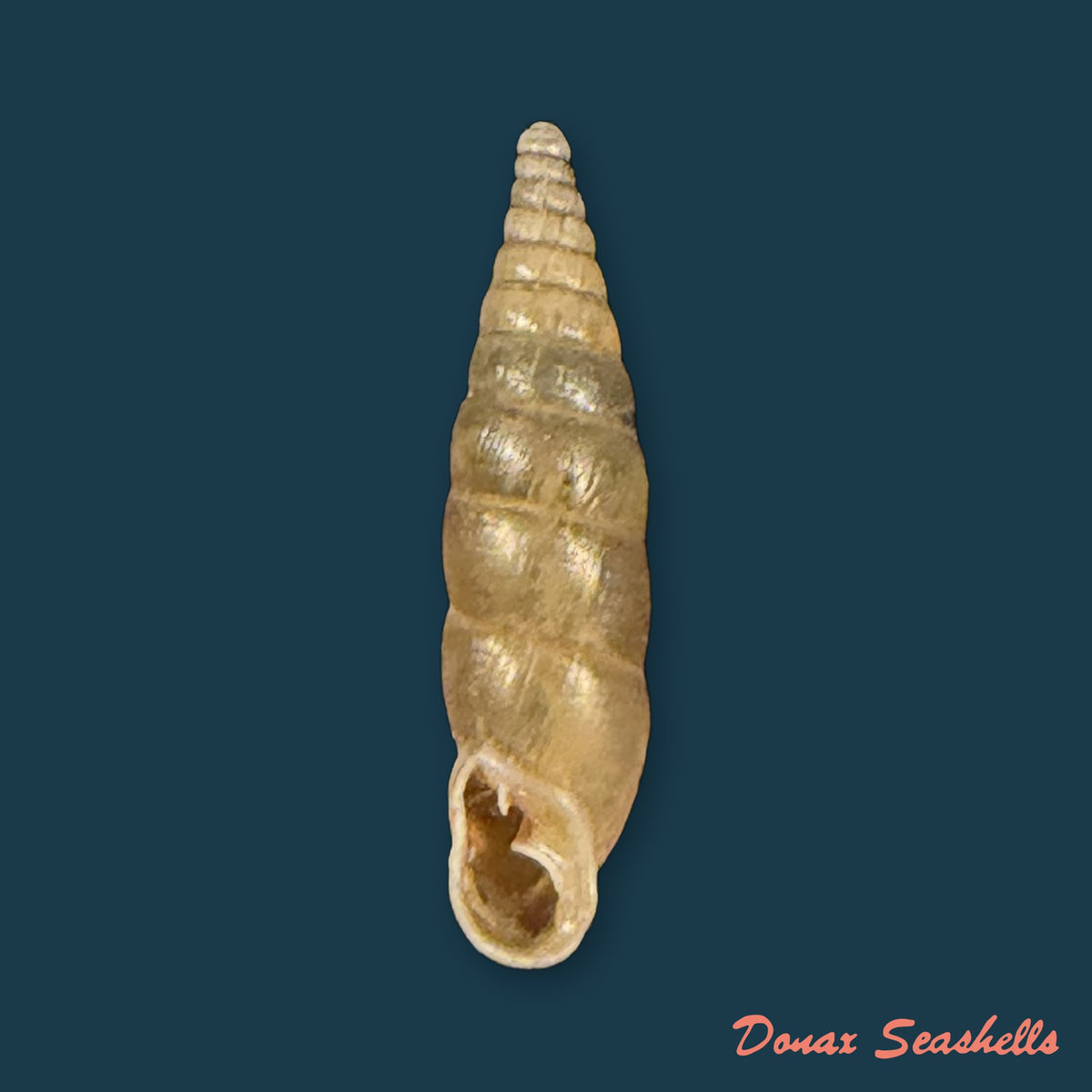 Cochlodina laminata (Montagu, 1803) - 16,1mm