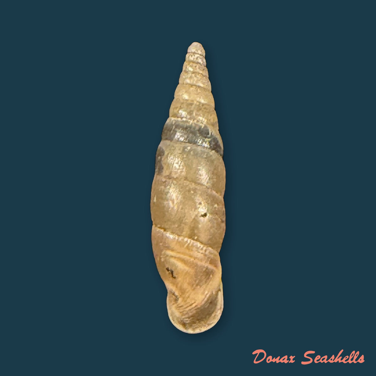 Cochlodina laminata (Montagu, 1803) - 15,7mm
