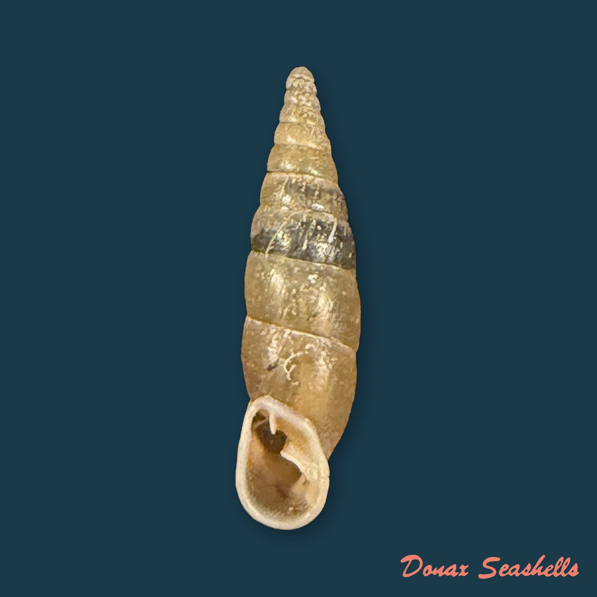 Cochlodina laminata (Montagu, 1803) - 15,7mm