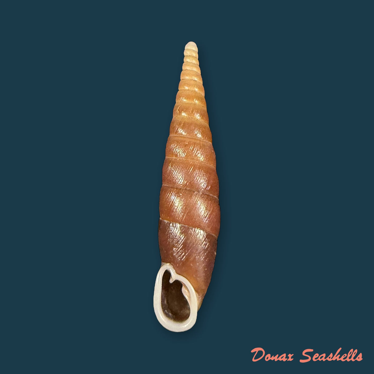 Macrophaedusa veruta oliveriana (Annandale, 1924) - 32,3mm