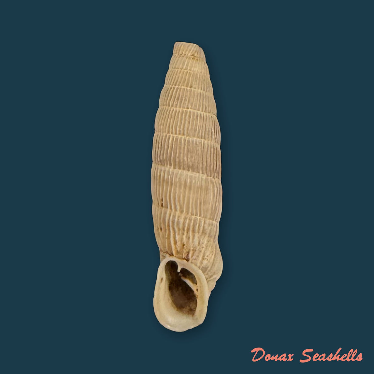 Albinaria leonisorum (O. Boettger, 1901) - 18,9mm