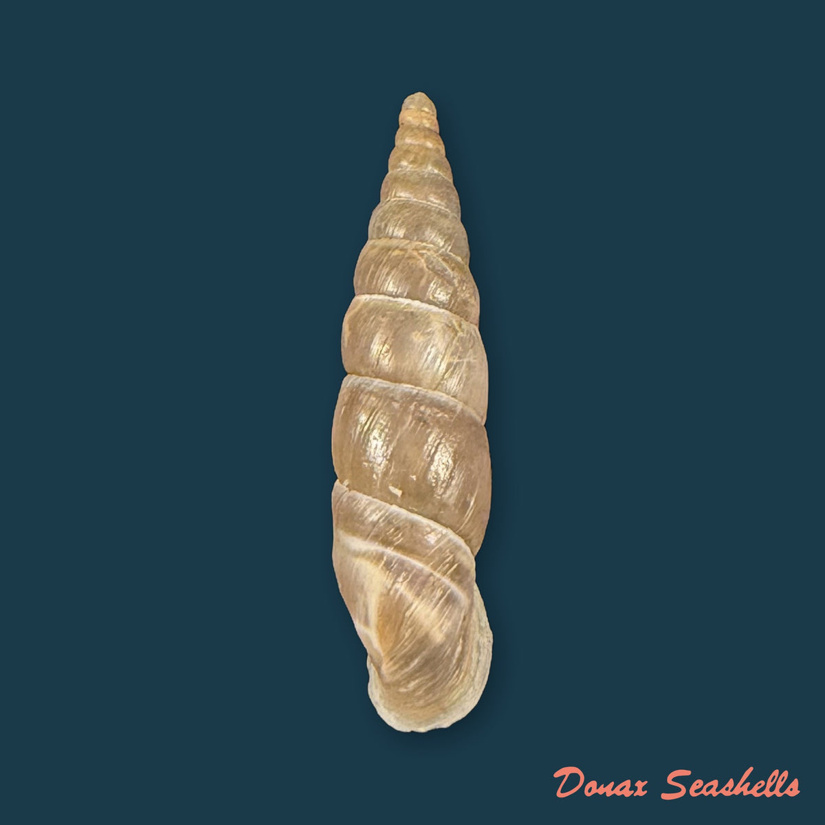 Herilla bosniensis (Vest, 1867) - 24,3mm