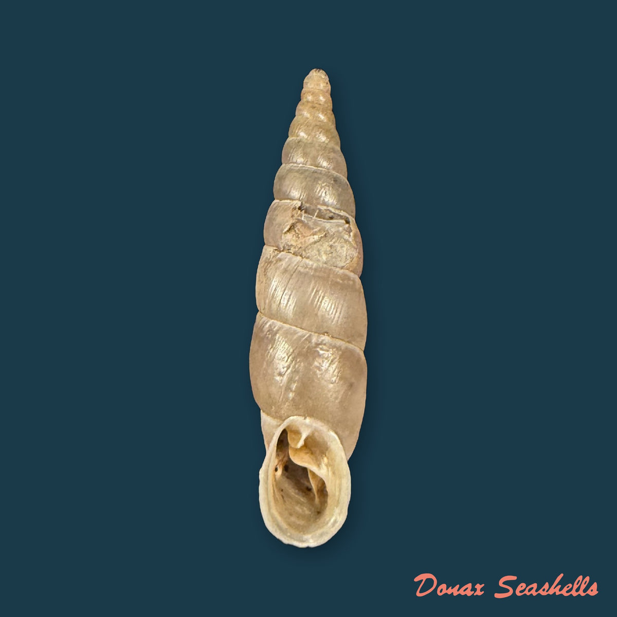 Herilla bosniensis (Vest, 1867) - 24,3mm
