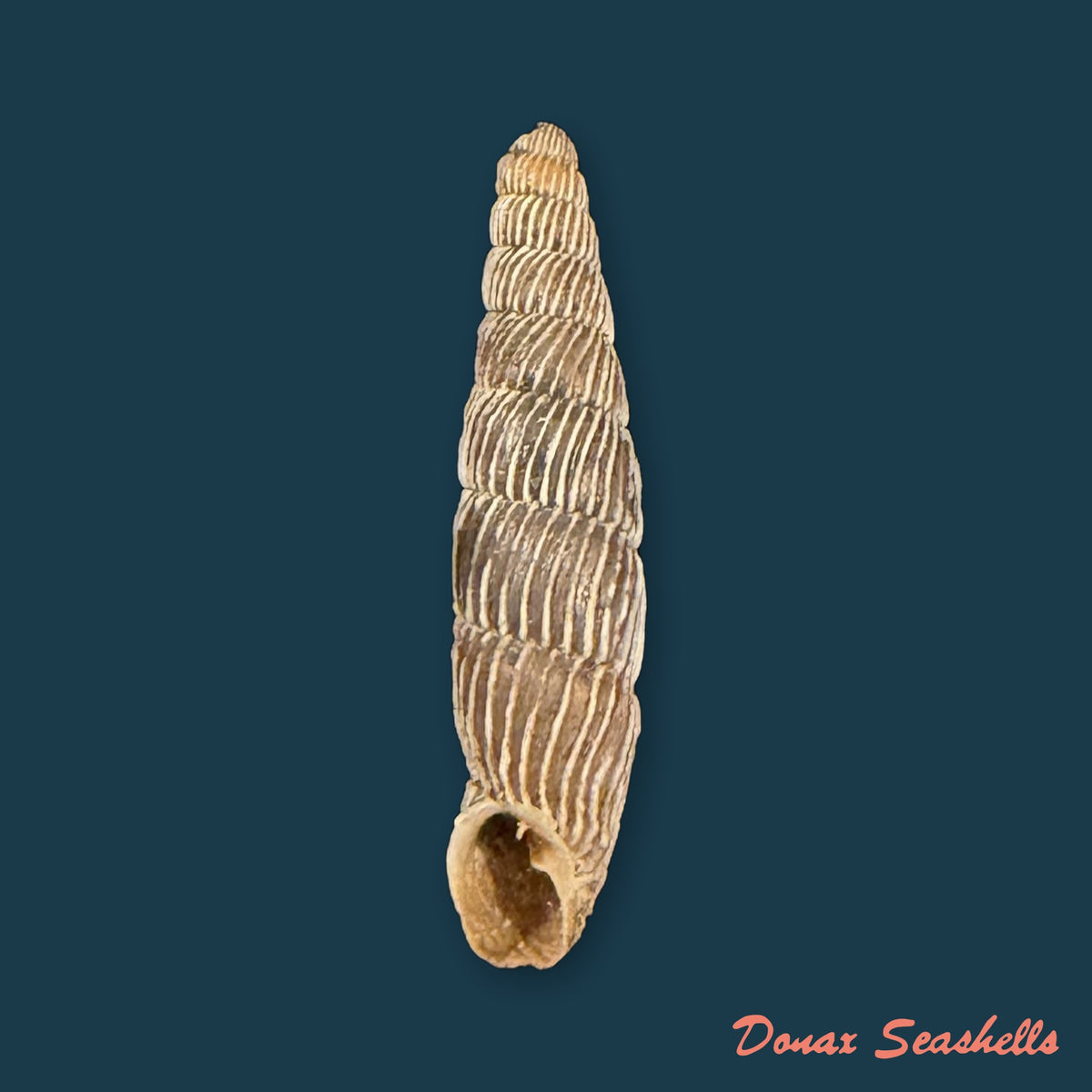 Carinigera albicosta (O. Boettger, 1877) - 20,5mm