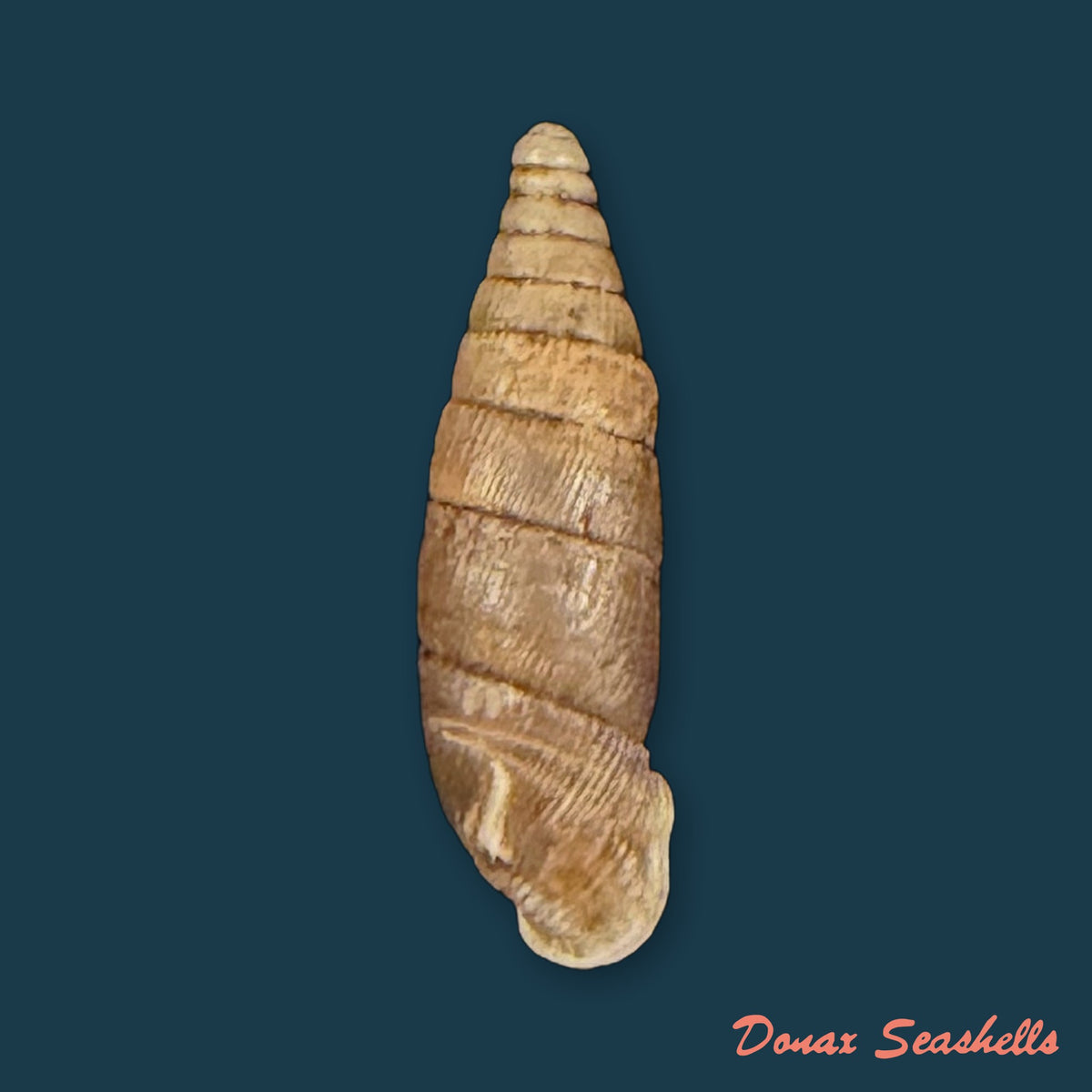 Elia multiserrata (O. Boettger, 1896) - 14,4mm