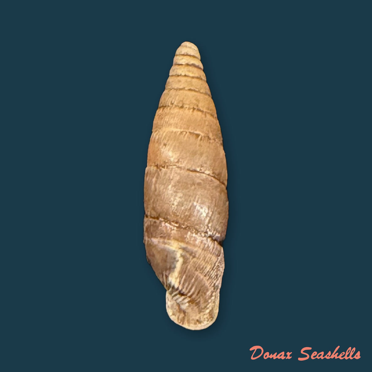Elia multiserrata (O. Boettger, 1896) - 15,7mm