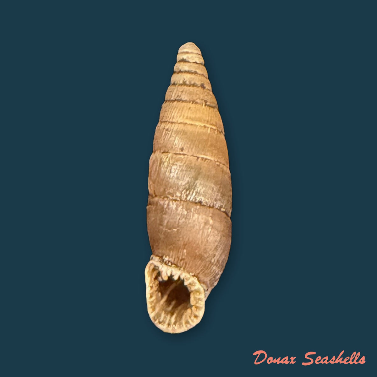 Elia multiserrata (O. Boettger, 1896) - 15,7mm