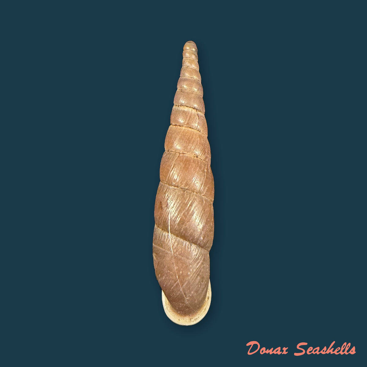 Formosana artifina (Heude, 1885) - 35mm