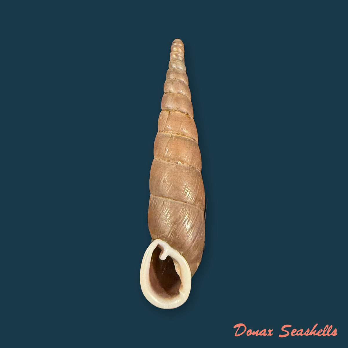 Formosana artifina (Heude, 1885) - 35mm