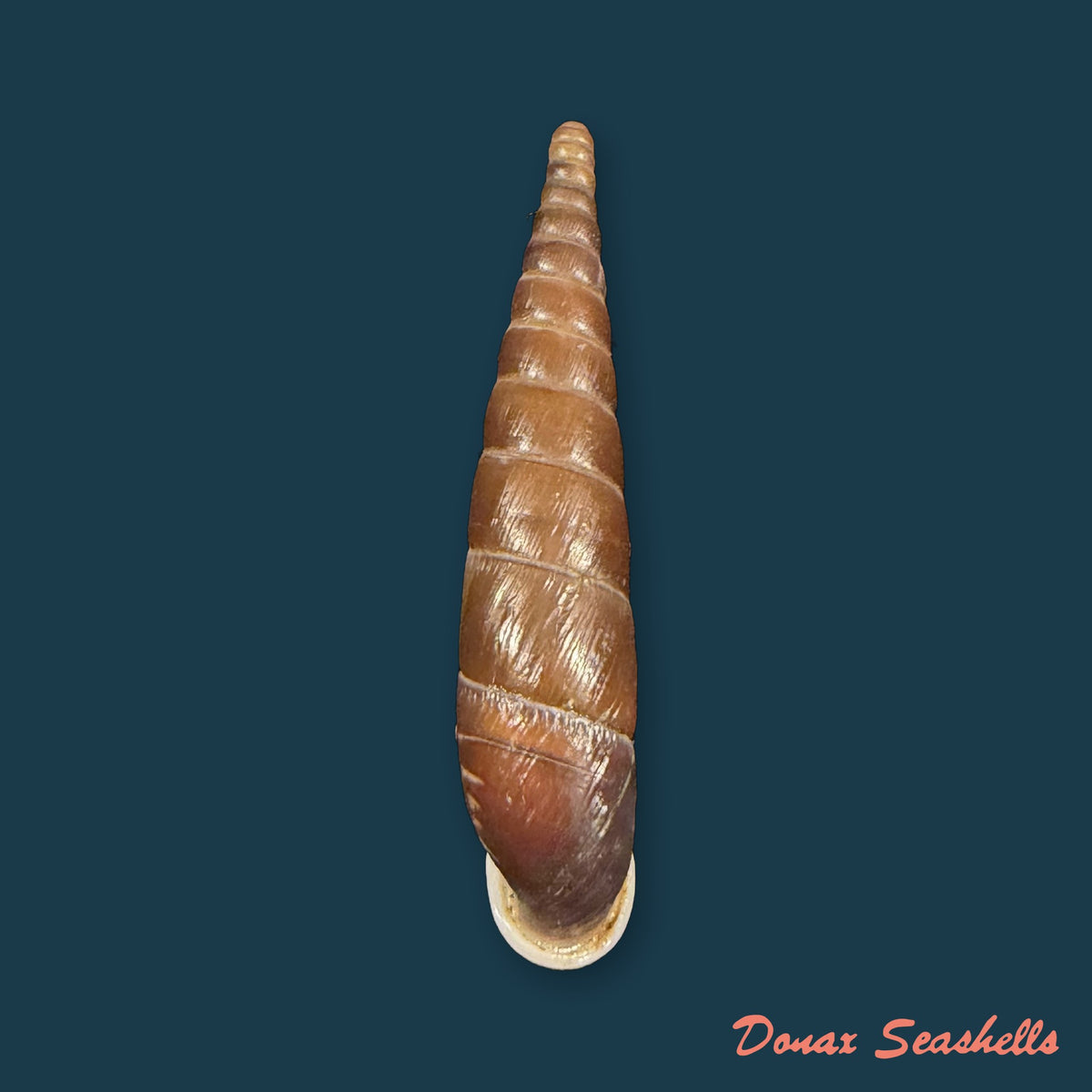 Formosana artifina (Heude, 1885) - 35,6mm