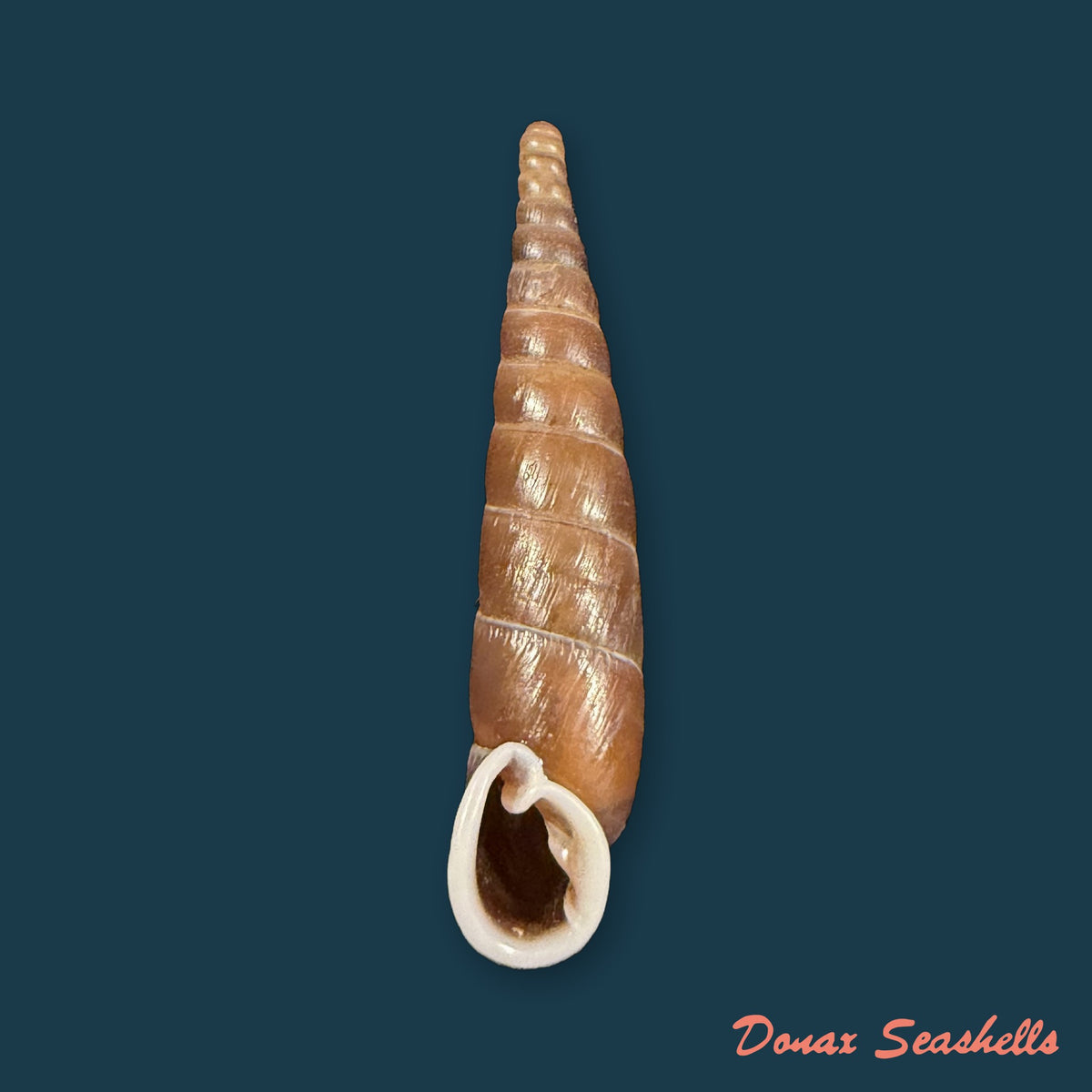 Formosana artifina (Heude, 1885) - 35,6mm