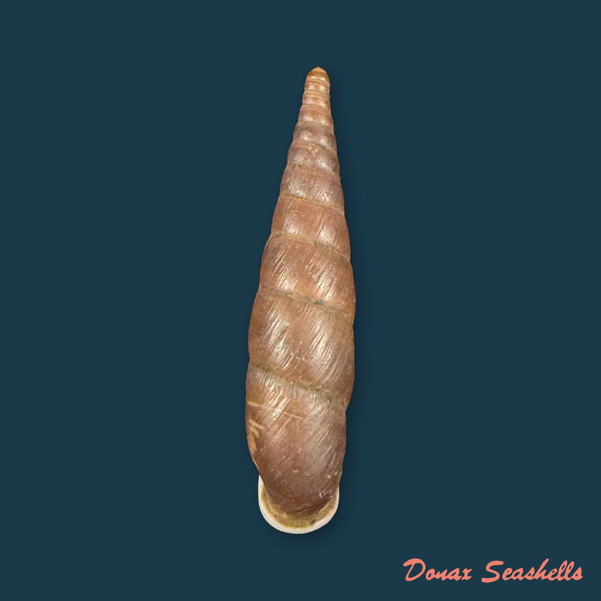 Formosana artifina (Heude, 1885) - 33,5mm