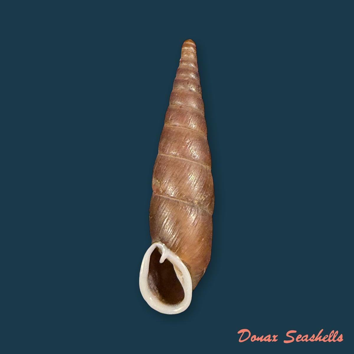 Formosana artifina (Heude, 1885) - 33,5mm