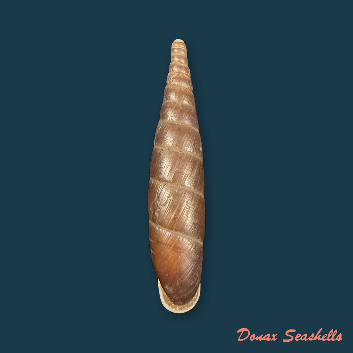 Formosana artifina (Heude, 1885) - 32,8mm