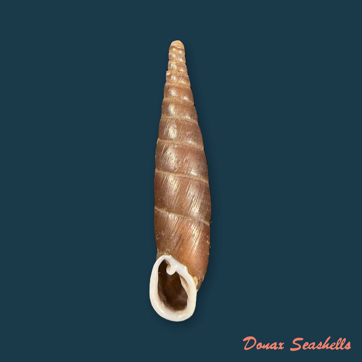Formosana artifina (Heude, 1885) - 32,8mm