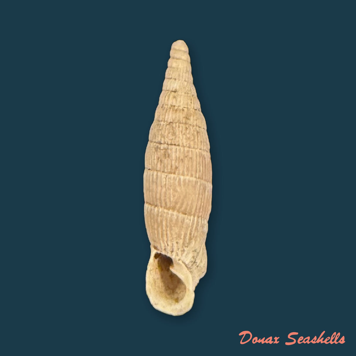 Albinaria leonisorum (O. Boettger, 1901) - 17,9mm