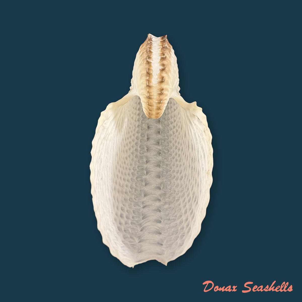 Argonauta nodosus [Lightfoot], 1786 - 149,6mm