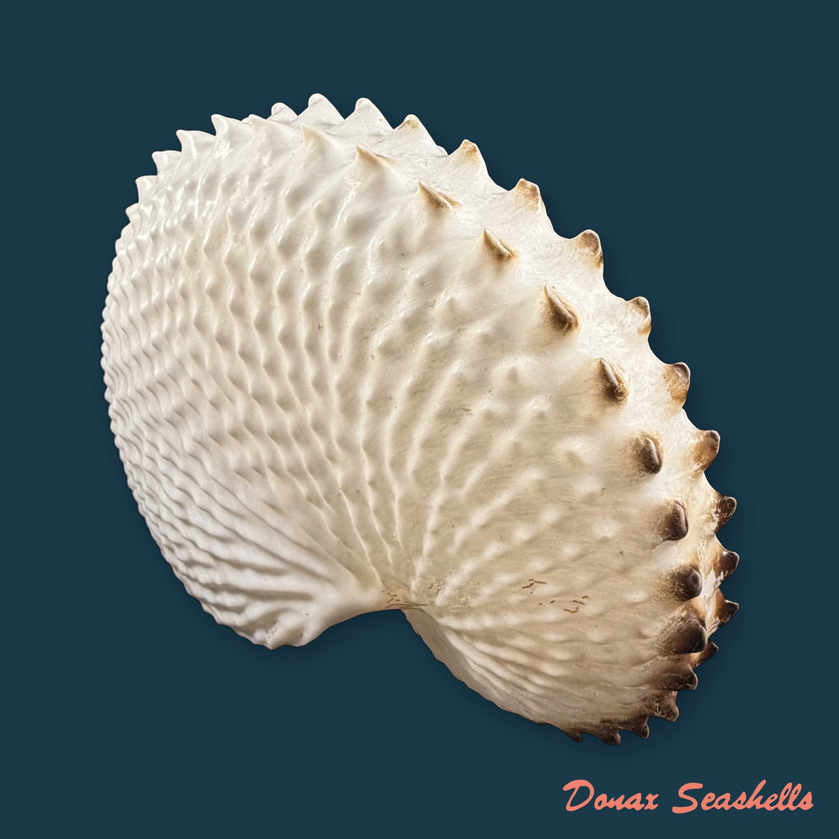 Argonauta nodosus [Lightfoot], 1786 - 149,6mm