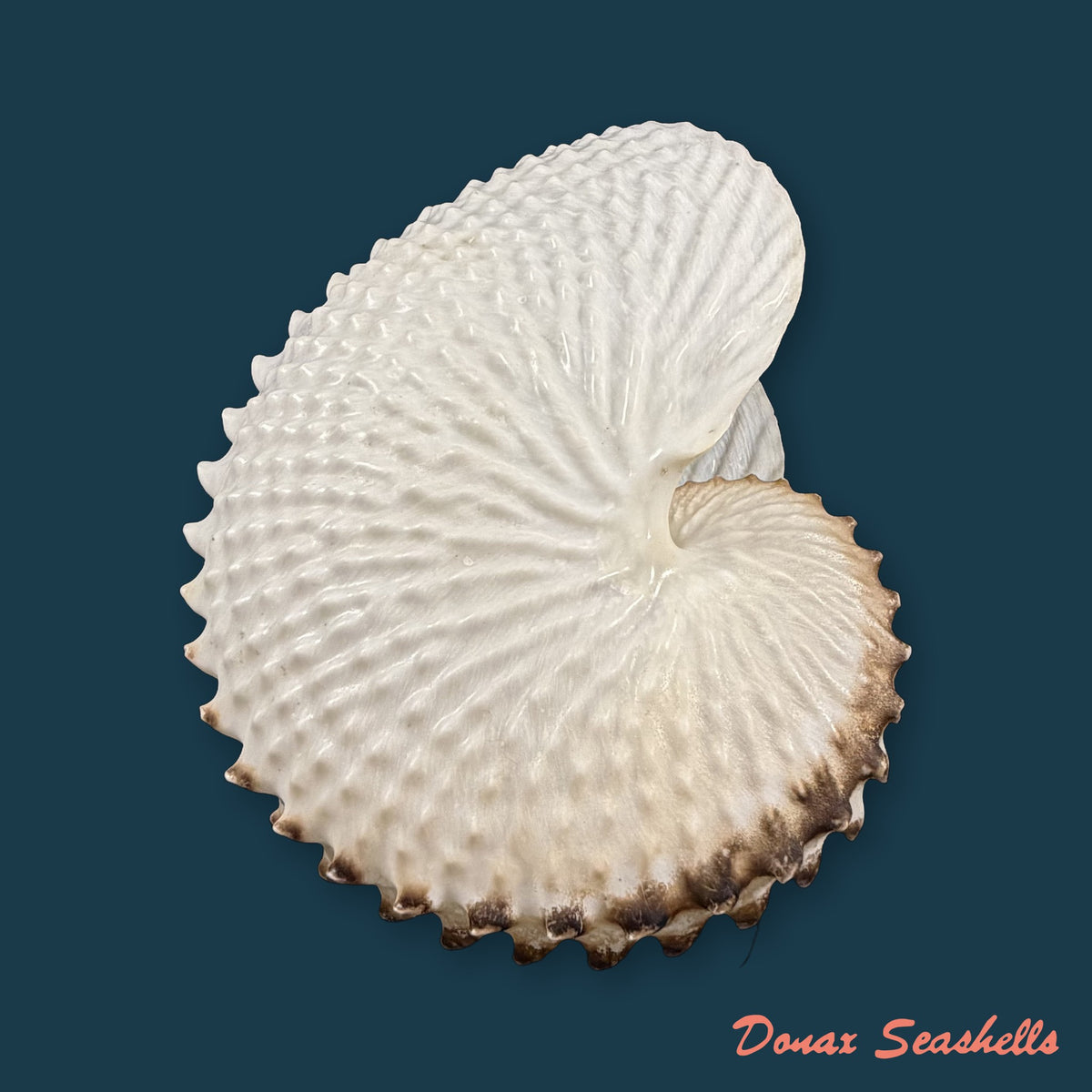 Argonauta nodosus [Lightfoot], 1786 - 149,6mm