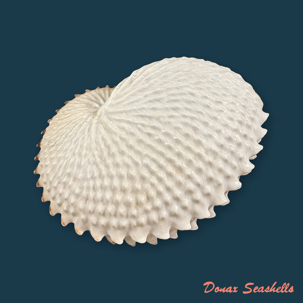 Argonauta nodosus [Lightfoot], 1786 - 149,6mm