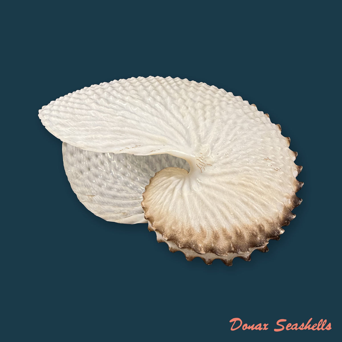 Argonauta nodosus [Lightfoot], 1786 - 149,6mm