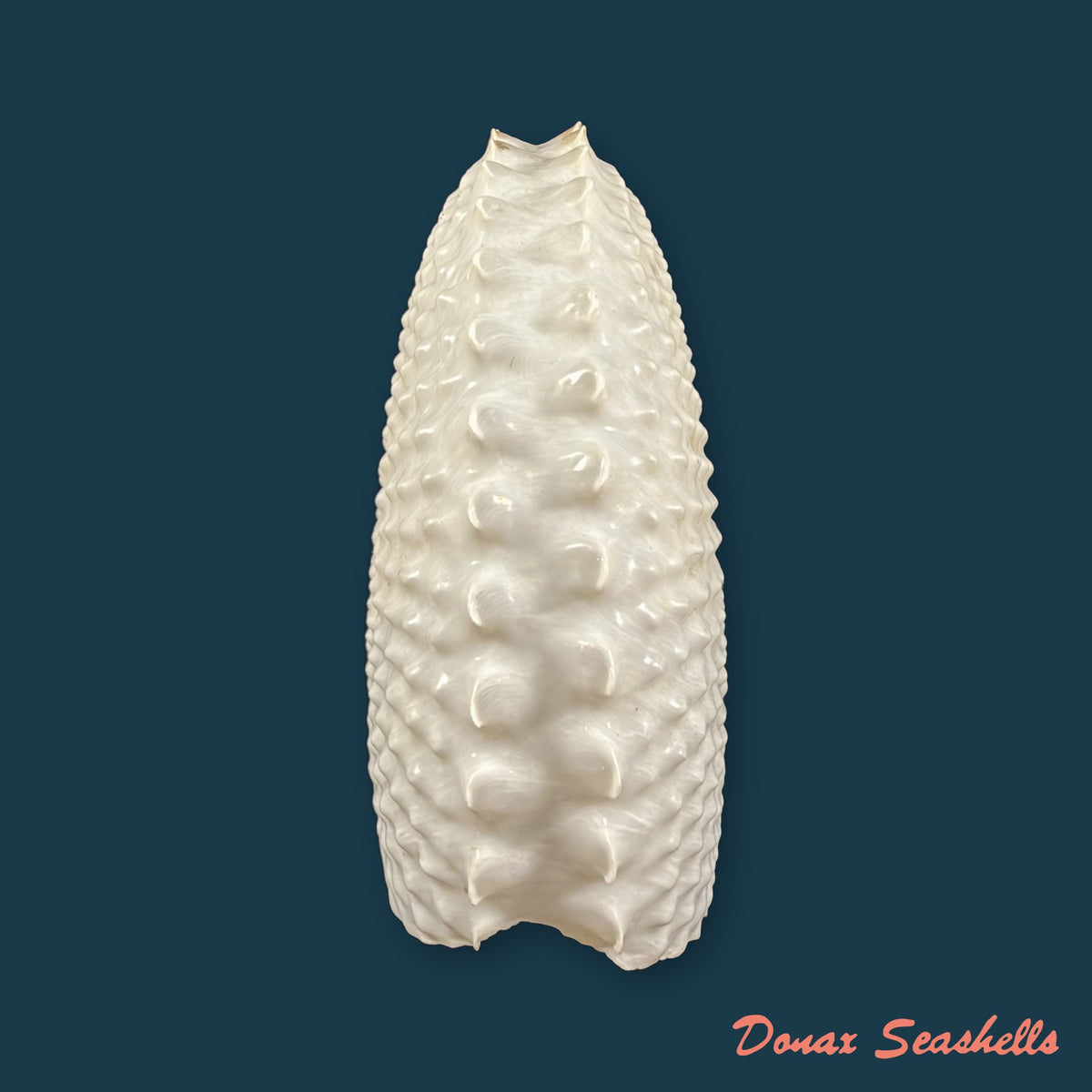 Argonauta nodosus [Lightfoot], 1786 - 149,6mm