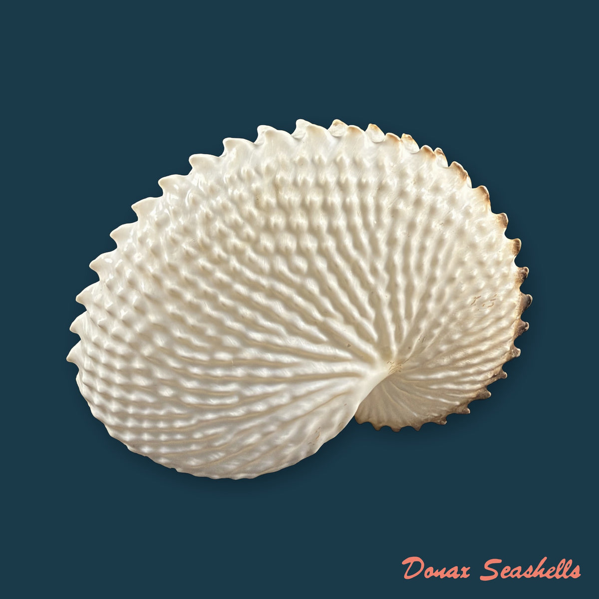 Argonauta nodosus [Lightfoot], 1786 - 149,6mm