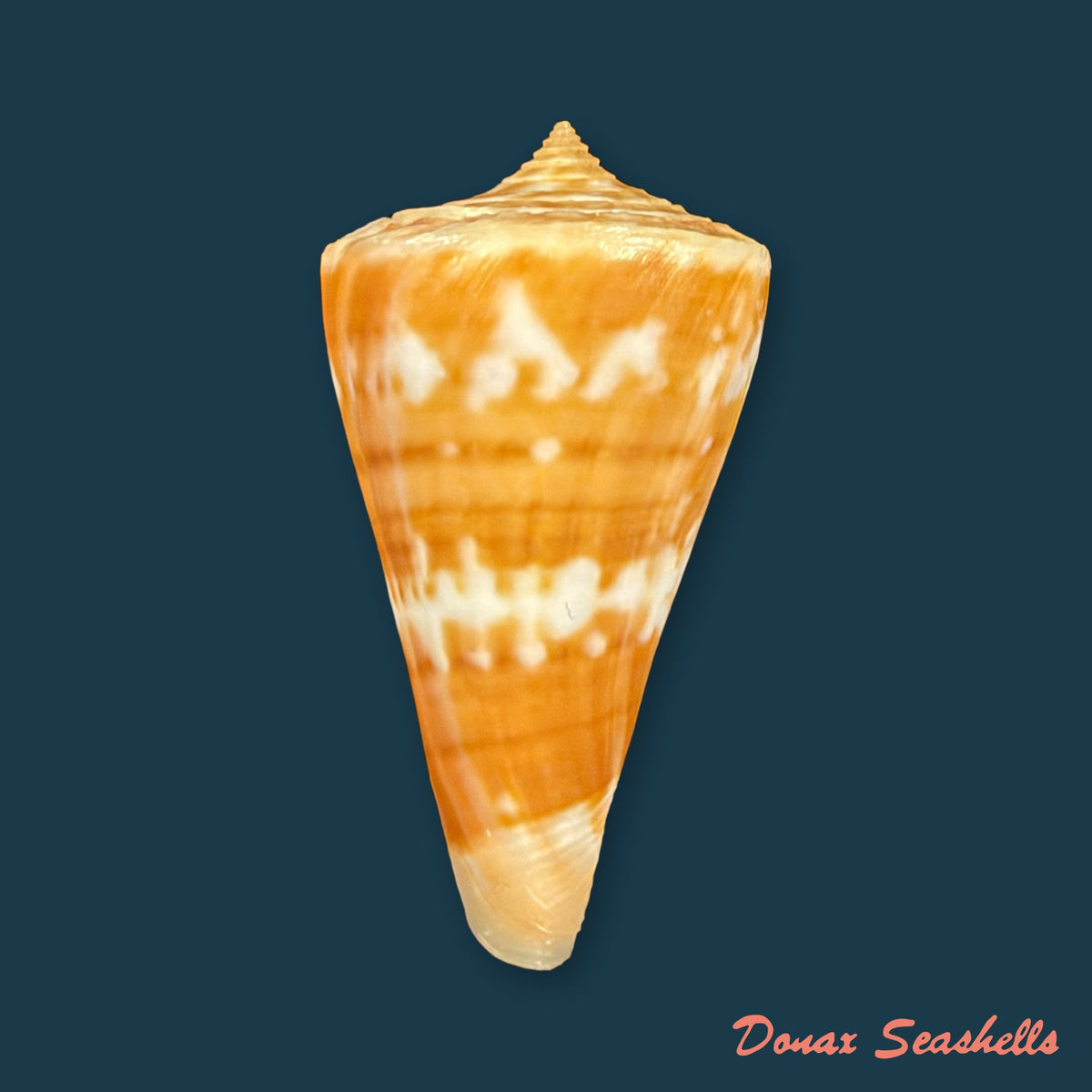 Conus carioca Petuch, 1986 - 35mm