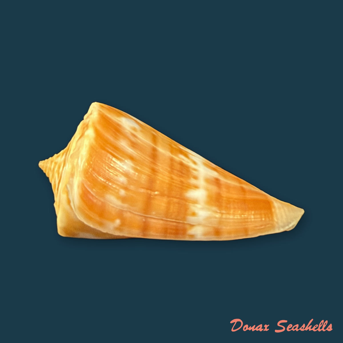 Conus carioca Petuch, 1986 - 35mm