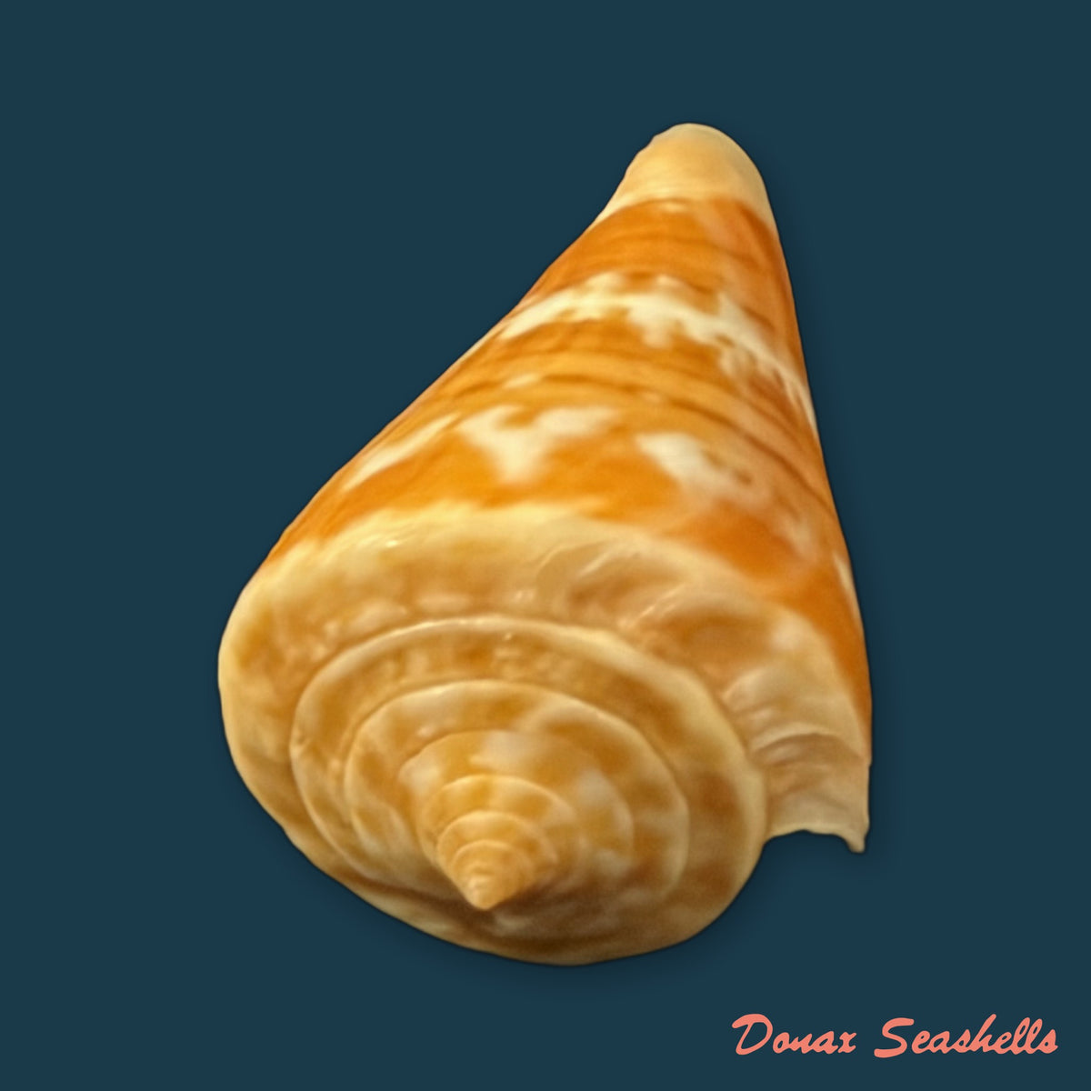 Conus carioca Petuch, 1986 - 35mm