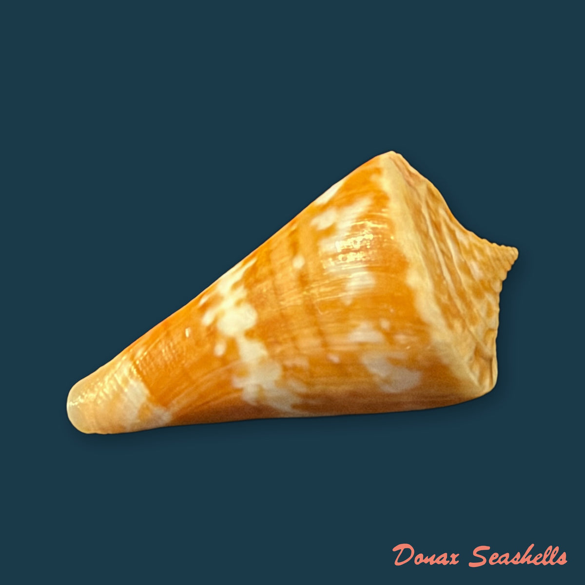Conus carioca Petuch, 1986 - 35mm
