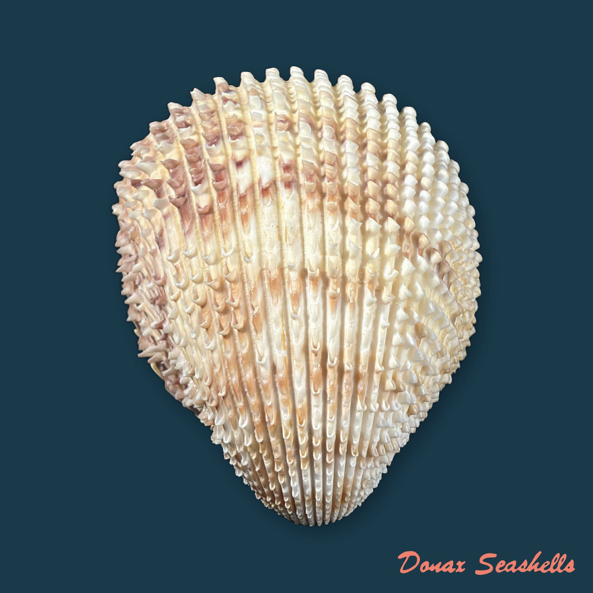 Trachycardium egmontianum (Shuttleworth, 1856) - 88,9mm