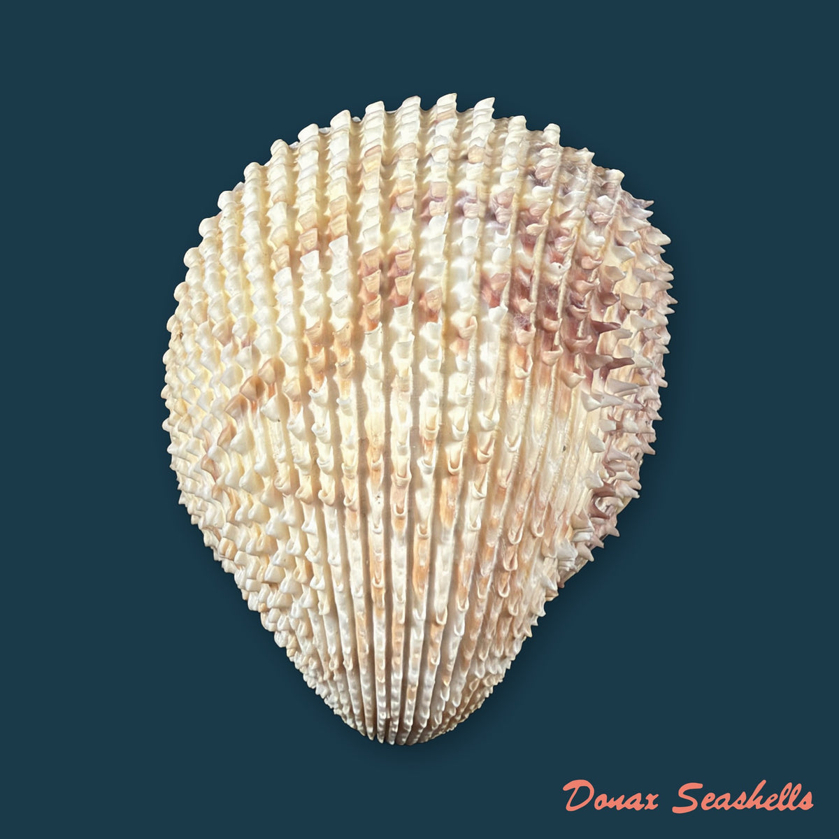 Trachycardium egmontianum (Shuttleworth, 1856) - 88,9mm