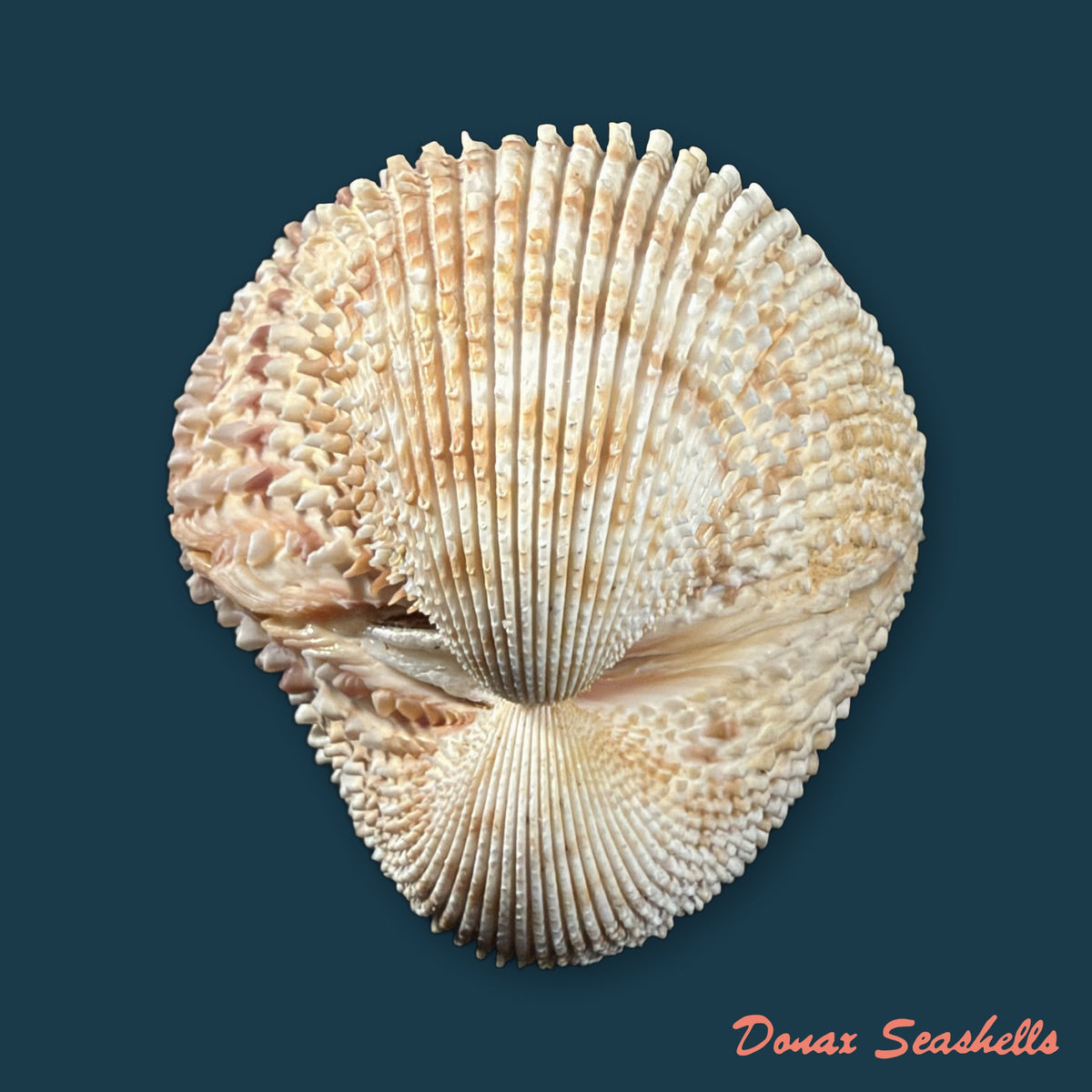 Trachycardium egmontianum (Shuttleworth, 1856) - 88,9mm