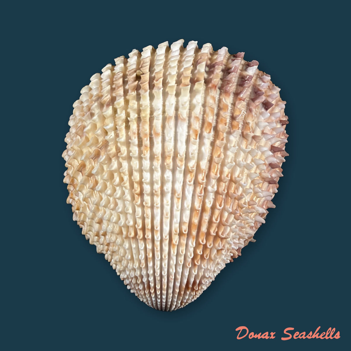 Trachycardium egmontianum (Shuttleworth, 1856) - 70,2mm