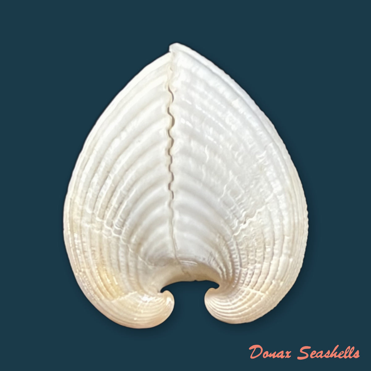 Anadara brasiliana (Lamarck, 1819) - 31,7mm