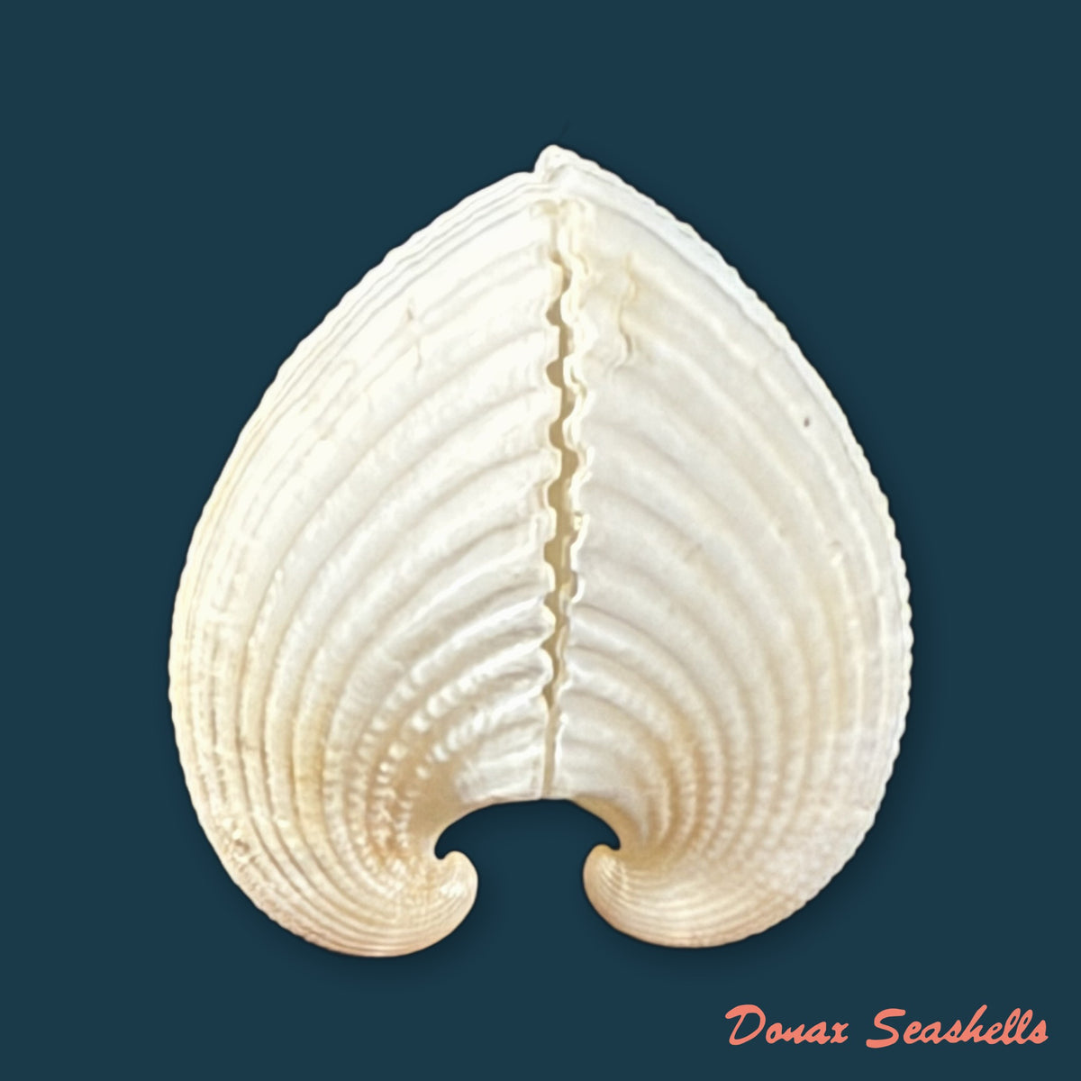 Anadara brasiliana (Lamarck, 1819) - 30,3mm