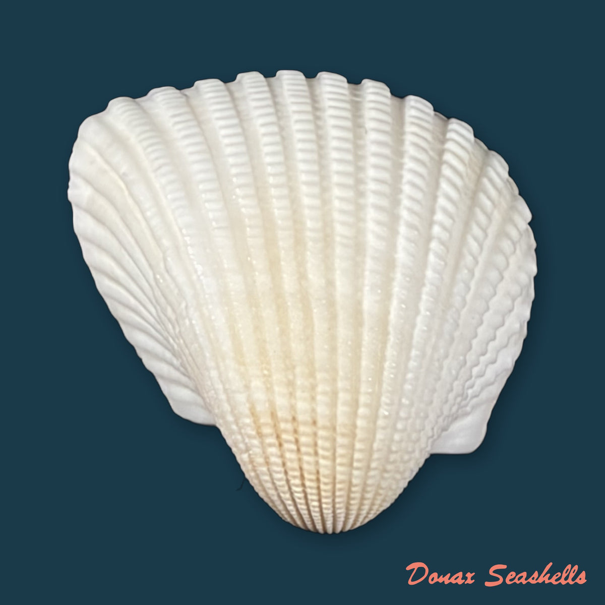 Anadara brasiliana (Lamarck, 1819) - 32,9mm