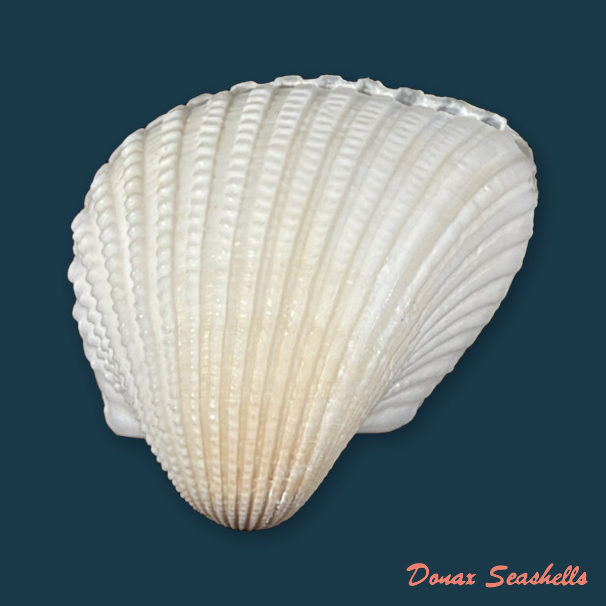 Anadara brasiliana (Lamarck, 1819) - 32,9mm