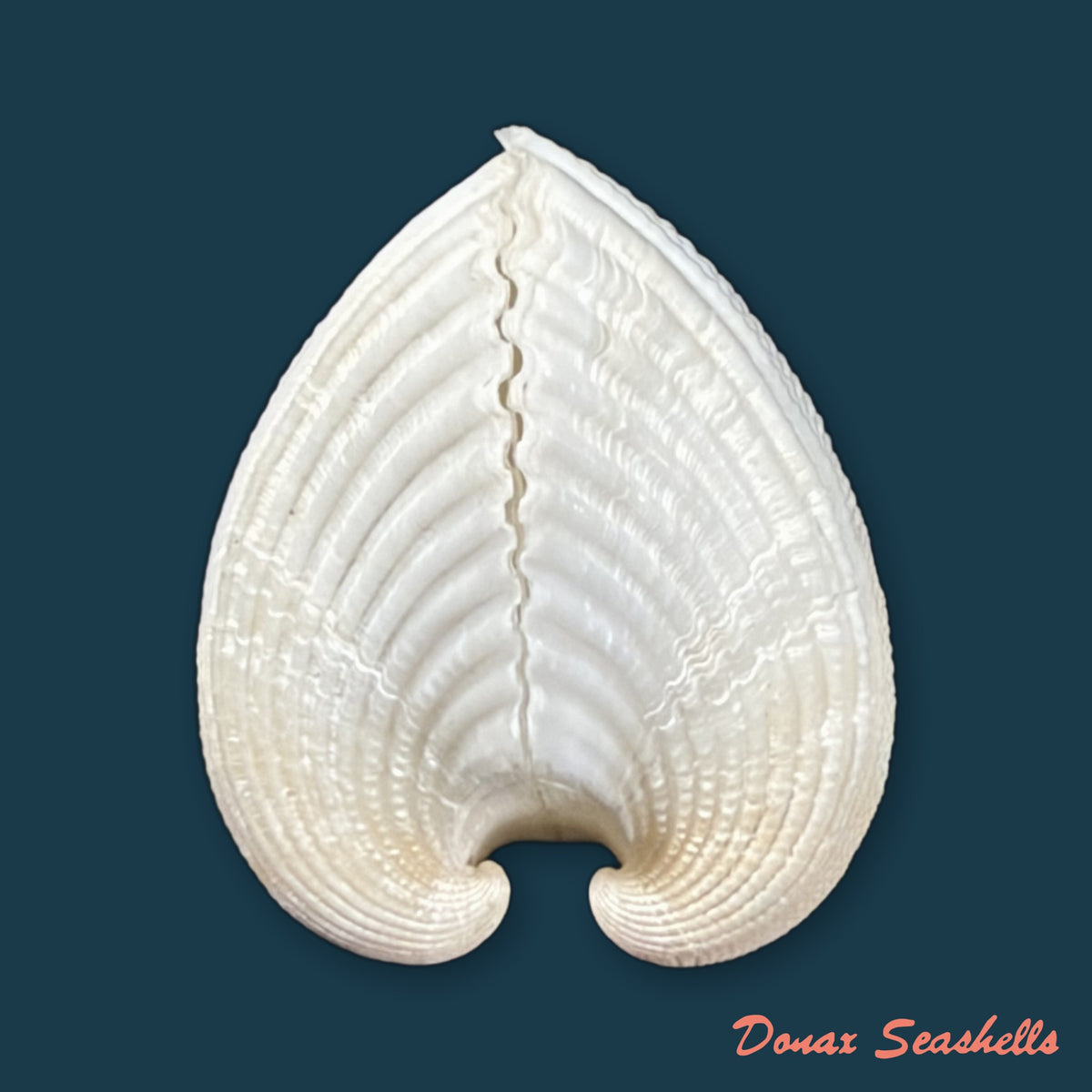 Anadara brasiliana (Lamarck, 1819) - 32,9mm