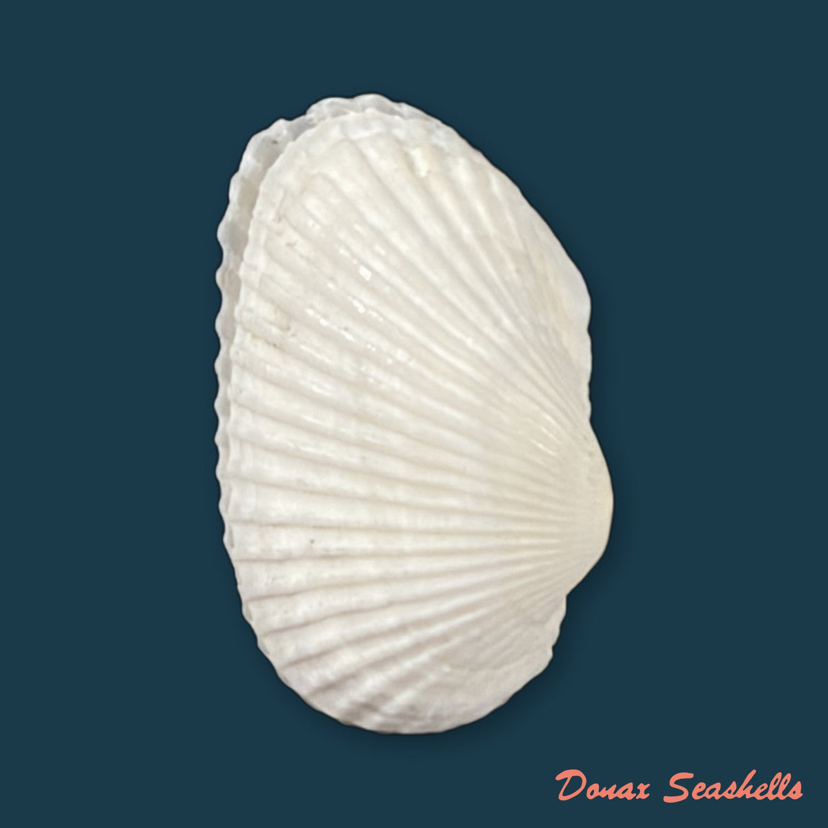 Anadara transversa (Say, 1822) - 28mm